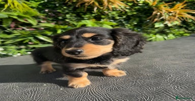 Miniature Dachshund dogs - Advert 2