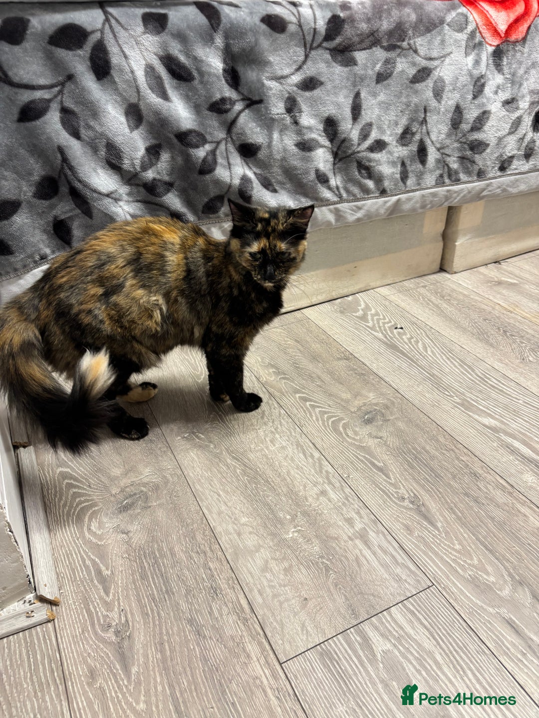 Burmilla cats for sale: Cute cat - Advert 6