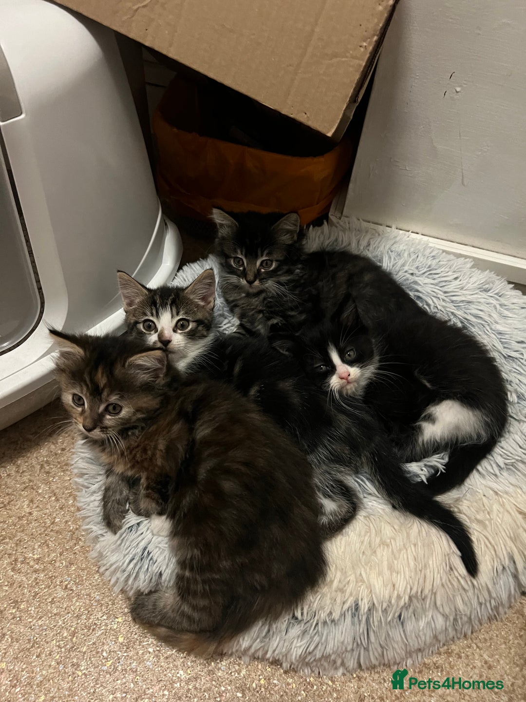 Mixed Breed cats for sale: Cheap Kittens for sale  (Ready to go asap) - Advert 14