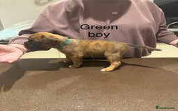 Boxer dogs for sale: Boxer Puppies  - Advert 18