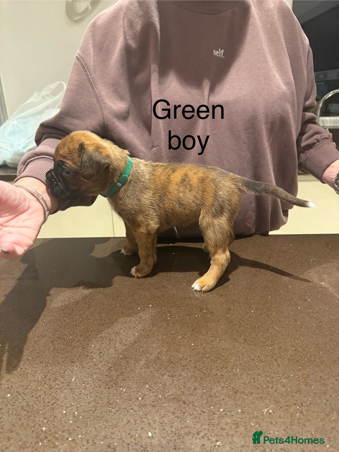 Boxer dogs for sale: Boxer Puppies  - Advert 18