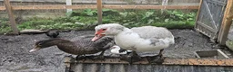 Ducks poultry for sale: POL + Adult Muscovy Hens & Drakes - Advert 10