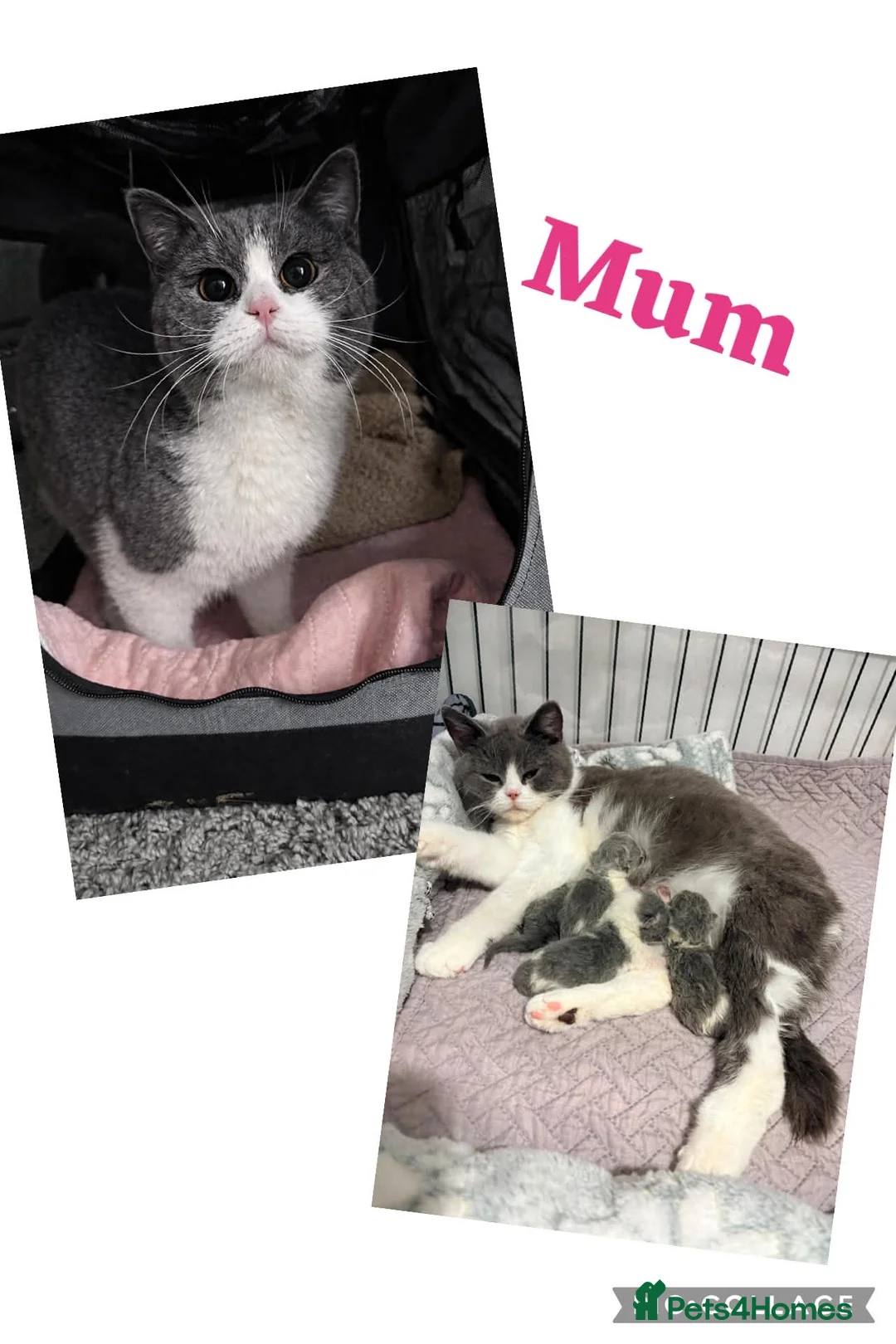 British Shorthair cats for sale: Champion bloodline Bi-colours 🌟  - Advert 2