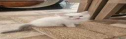 Ragdoll cats for sale: Pure Ragdolls in Pontypool - Advert 2