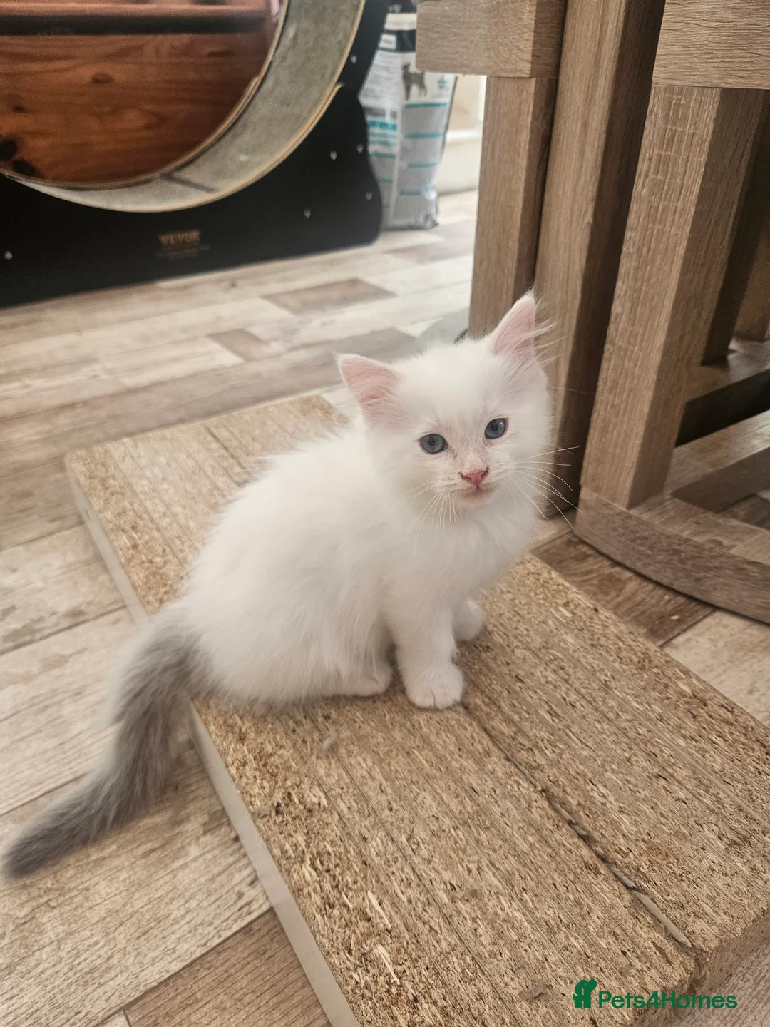 Ragdoll cats for sale: Pure Ragdolls in Pontypool - Advert 2