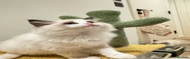 Ragdoll 7