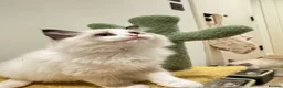 Ragdoll cats for sale: TICA Registered Ragdoll - Advert 2