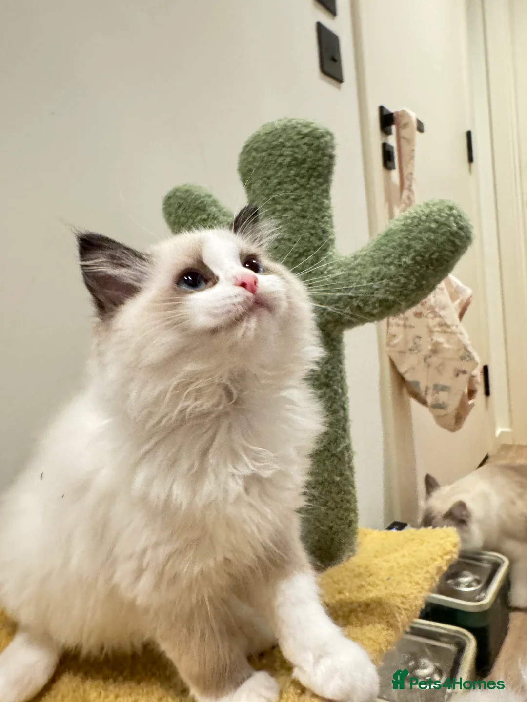Ragdoll cats for sale: TICA Registered Ragdoll - Advert 2