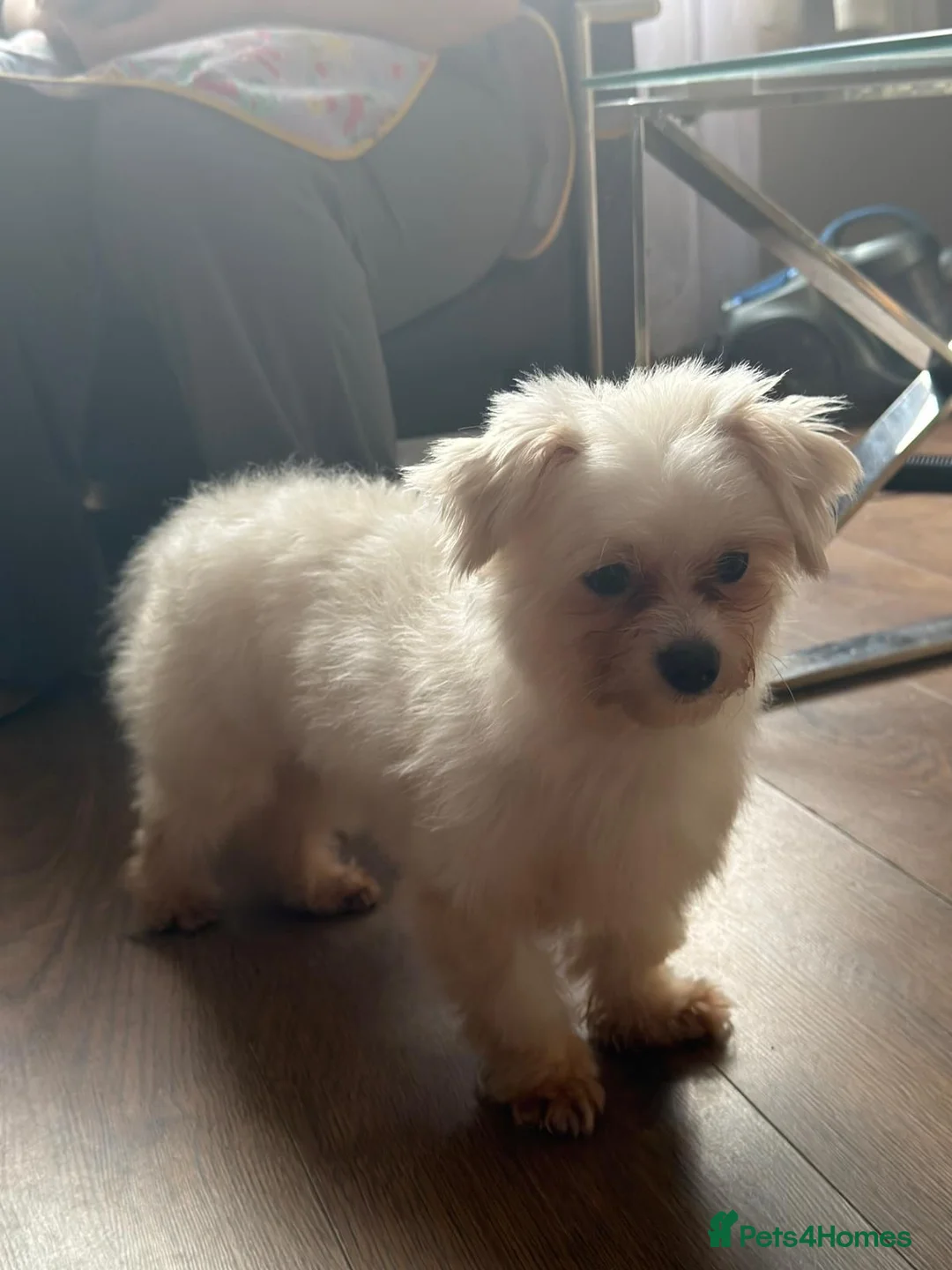 Maltese dogs for sale: Maltase 18 months female - Advert 2