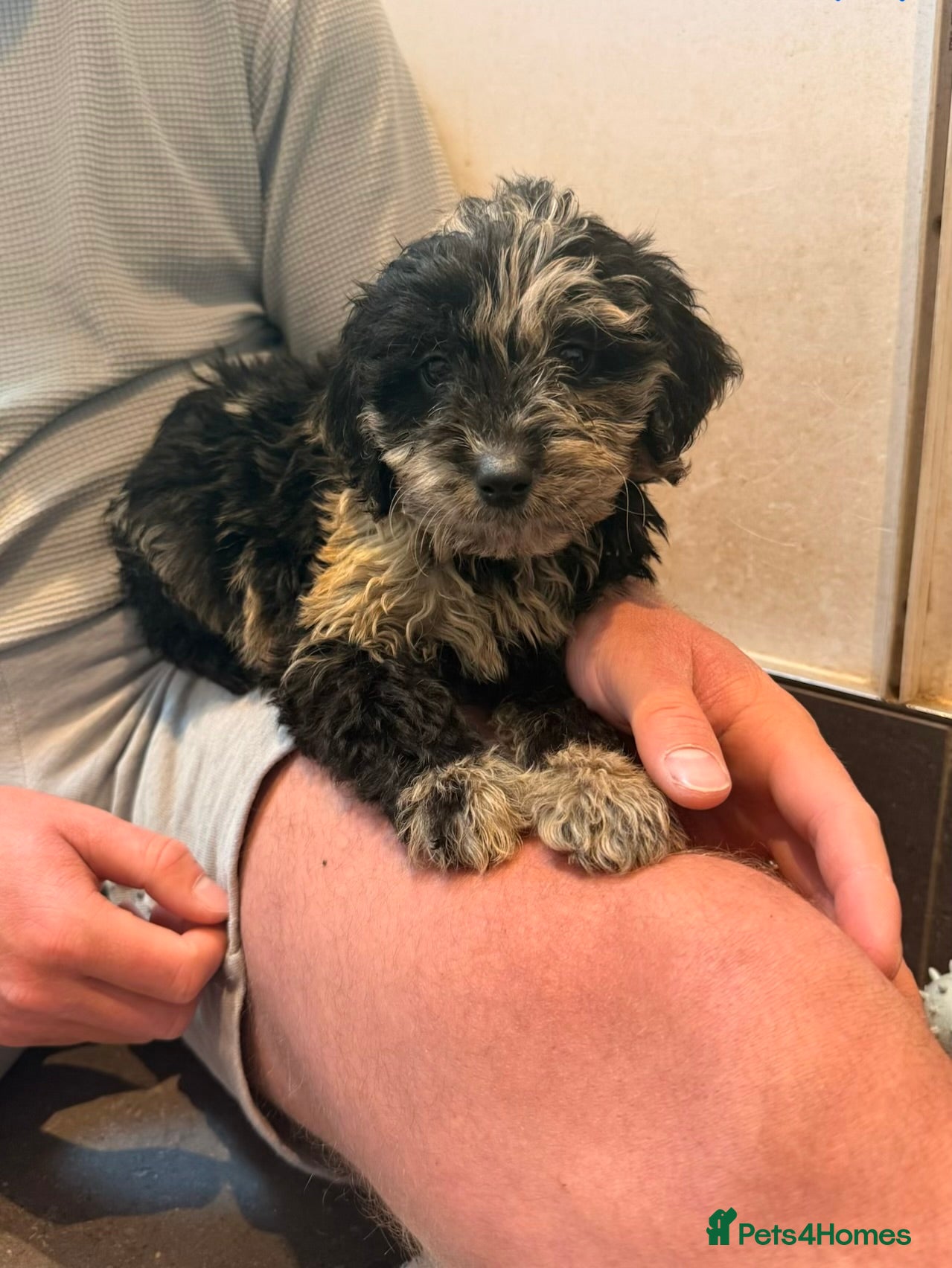 Mini Goldendoodle dogs READY TO LEAVE!! Miniature goldendoodle puppies  - Advert 1