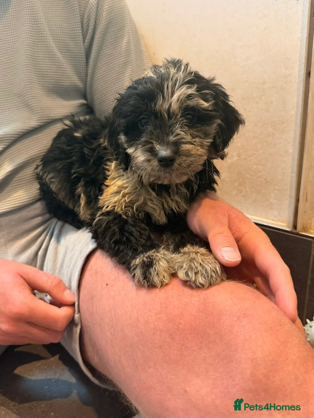 Mini Goldendoodle dogs for sale: READY TO LEAVE!! Miniature goldendoodle puppies  - Advert 1