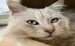 Maine Coon cats for stud: GCCF Registered Black Silver Shaded Stud  in Saint Neots - Image 1