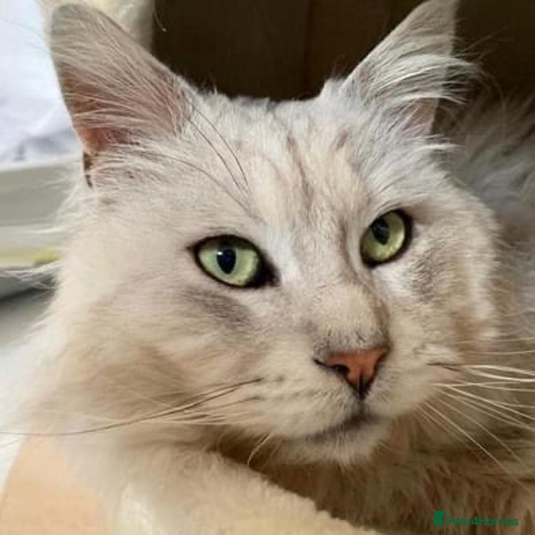 Maine Coon cats for stud: GCCF Registered Black Silver Shaded Stud  in Saint Neots - Image 1