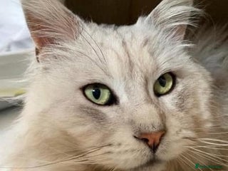 Maine Coon cats in Saint Neots - Advert 10