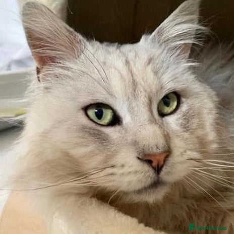 Maine Coon cats GCCF Registered Black Silver Shaded Stud in Saint Neots - Advert 11