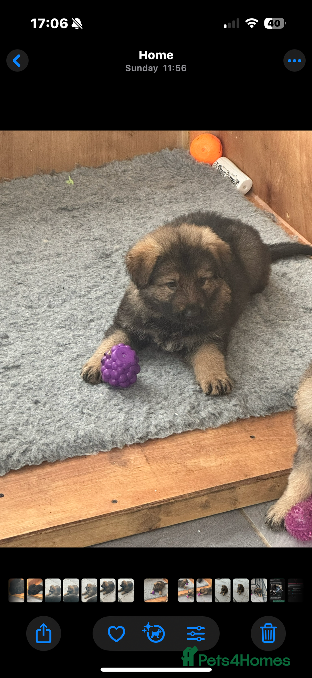 German Shepherd dogs for sale: Rockforce Long Haired German Shepherd Puppies - Advert 22