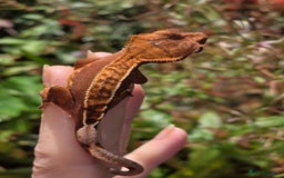 Gecko reptiles for sale: Crested geckos  - Image 5