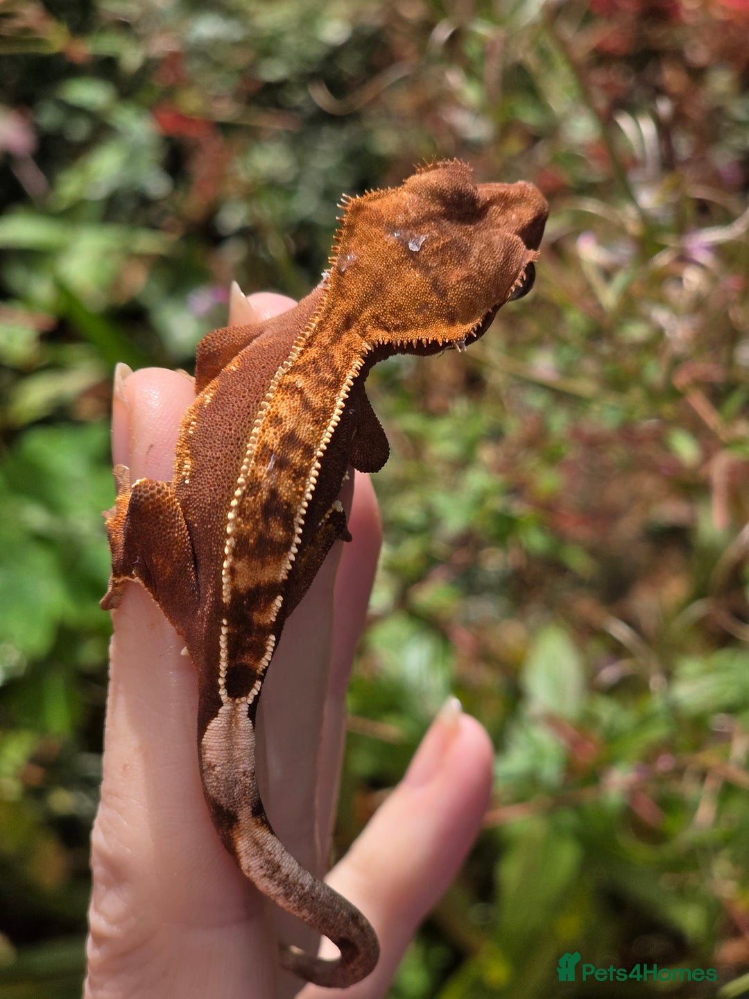 Gecko reptiles for sale: Crested geckos  - Image 5