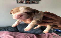 Mixed Breed dogs for sale: American bulldogs  - Image 21