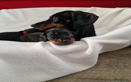 Miniature Dachshund dogs for sale: Beautiful black & tan miniature Dachshund puppies - Image 11