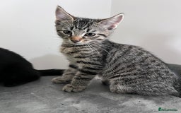 Domestic Shorthair cats for sale: 3 sweet kittens - Image 3