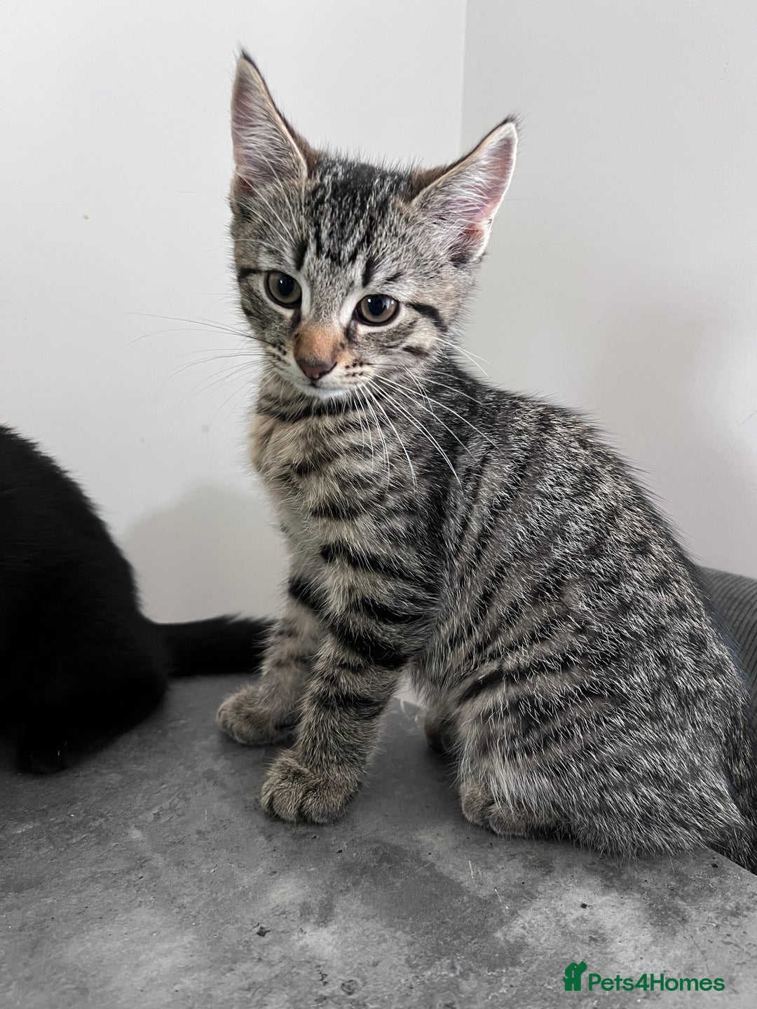 Domestic Shorthair cats for sale: 3 sweet kittens - Image 3