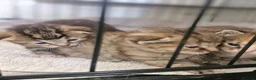 Mixed Breed cats for sale: 3 kittens - Advert 11