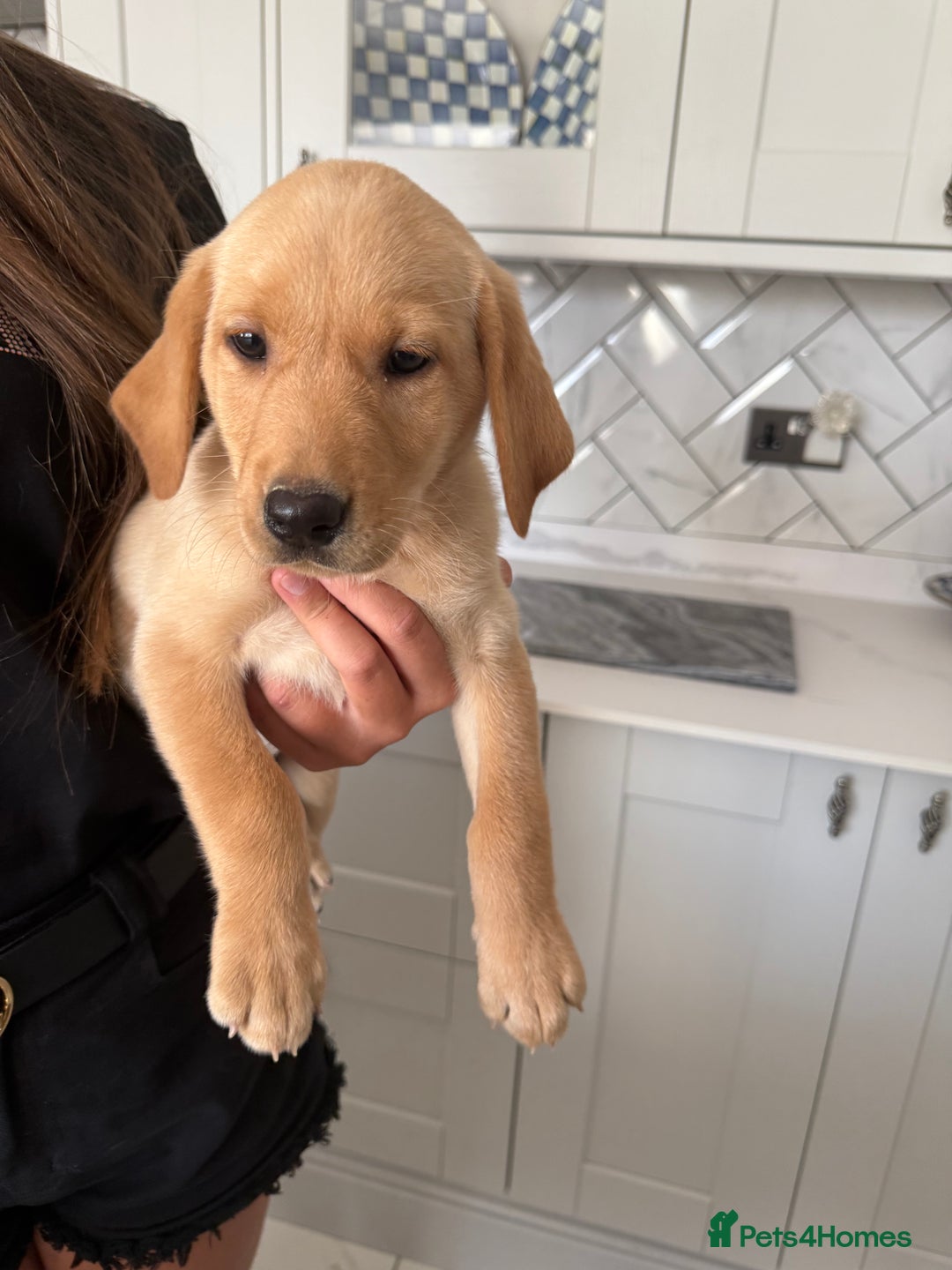 Labrador Retriever dogs for sale: 🐶 Stunning Fox Red & Yellow Labrador Puppies 🐶 - Image 3