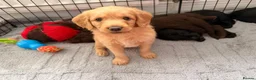 Labradoodle dogs for sale: Miniature labradoodle puppies  - Advert 4