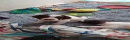 English Springer Spaniel dogs for sale: English springer spaniel puppies  - Advert 20