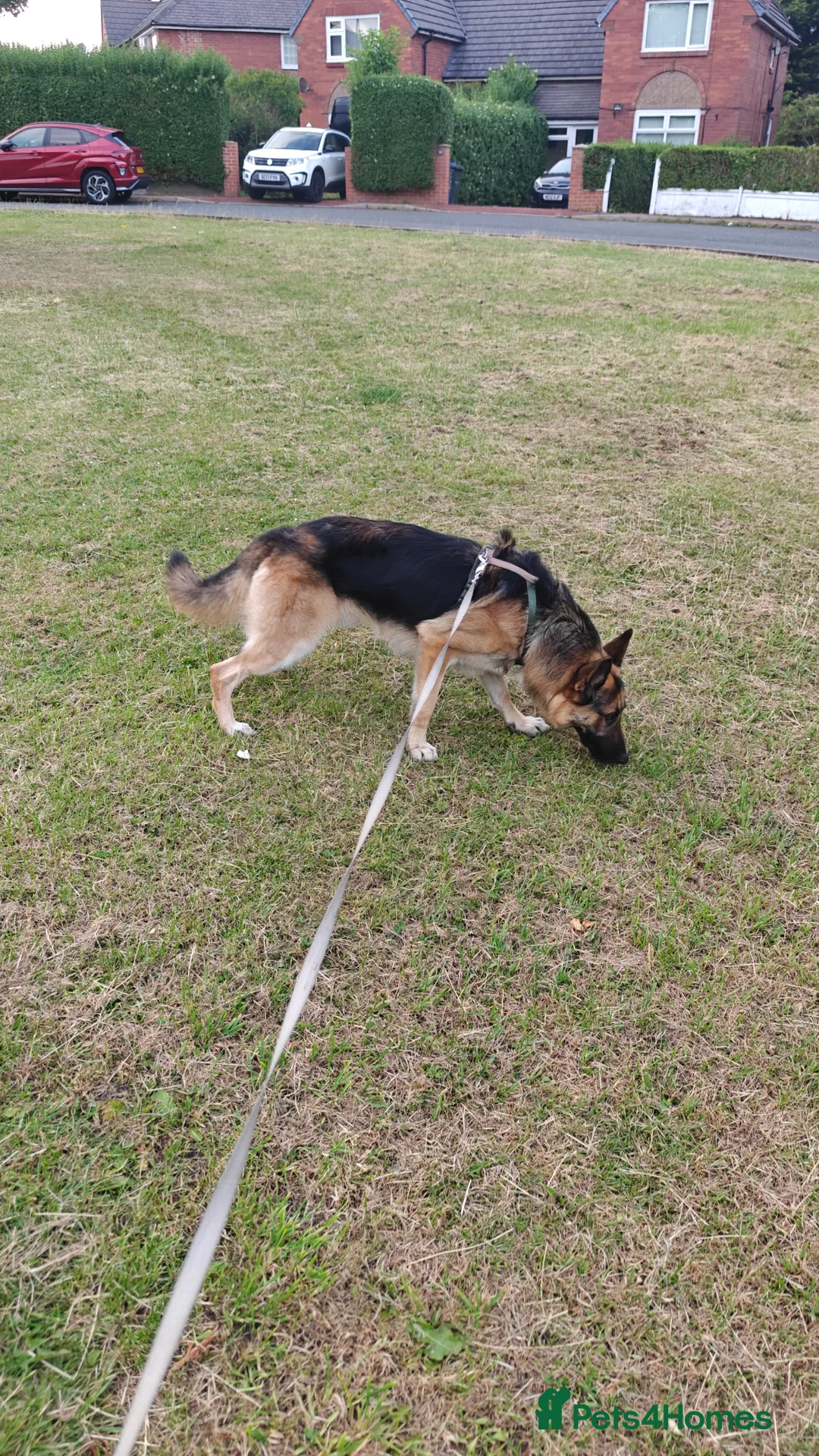 German Shepherd dogs for sale: Reluctant sale of my male German Shepherd - Advert 5