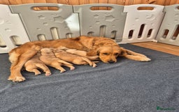 Golden Retriever dogs for sale: KC Golden Retriever Puppies - Image 1
