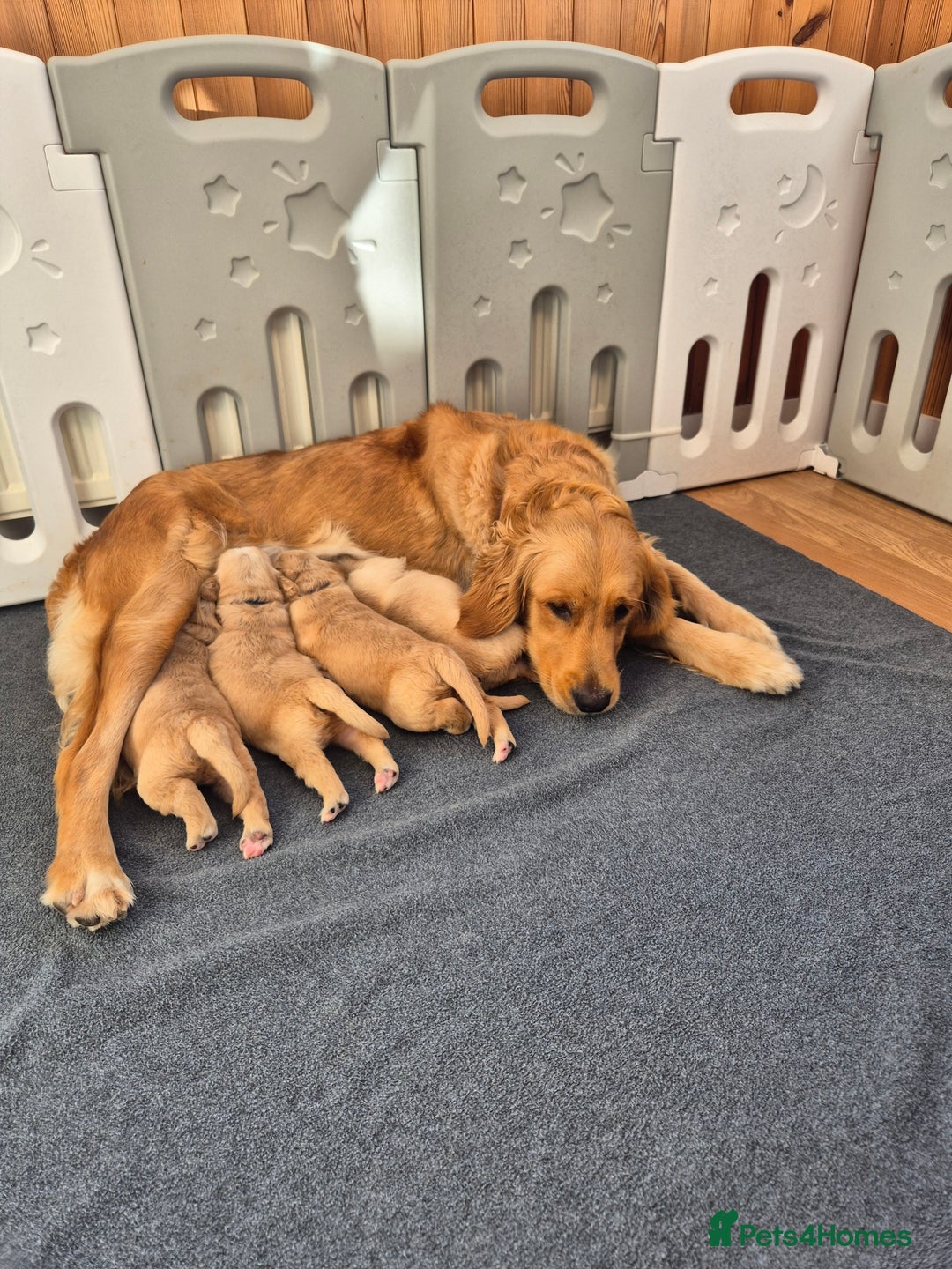 Golden Retriever dogs for sale: KC Golden Retriever Puppies - Image 1