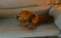 Miniature Dachshund dogs for stud:  STUD ONLY miniature dachshund   - Image 4