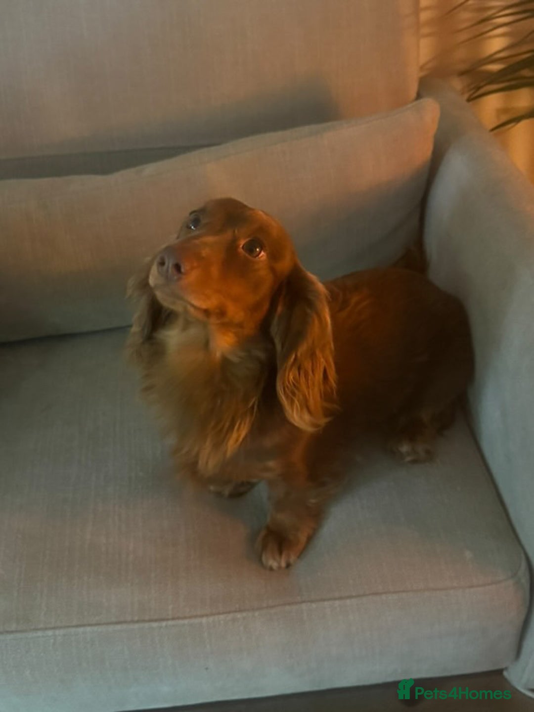 Miniature Dachshund dogs for stud:  STUD ONLY miniature dachshund   - Image 4