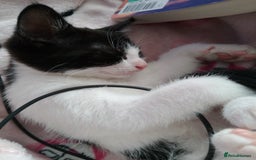 Mixed Breed cats for sale: Kitten for sale - Image 5