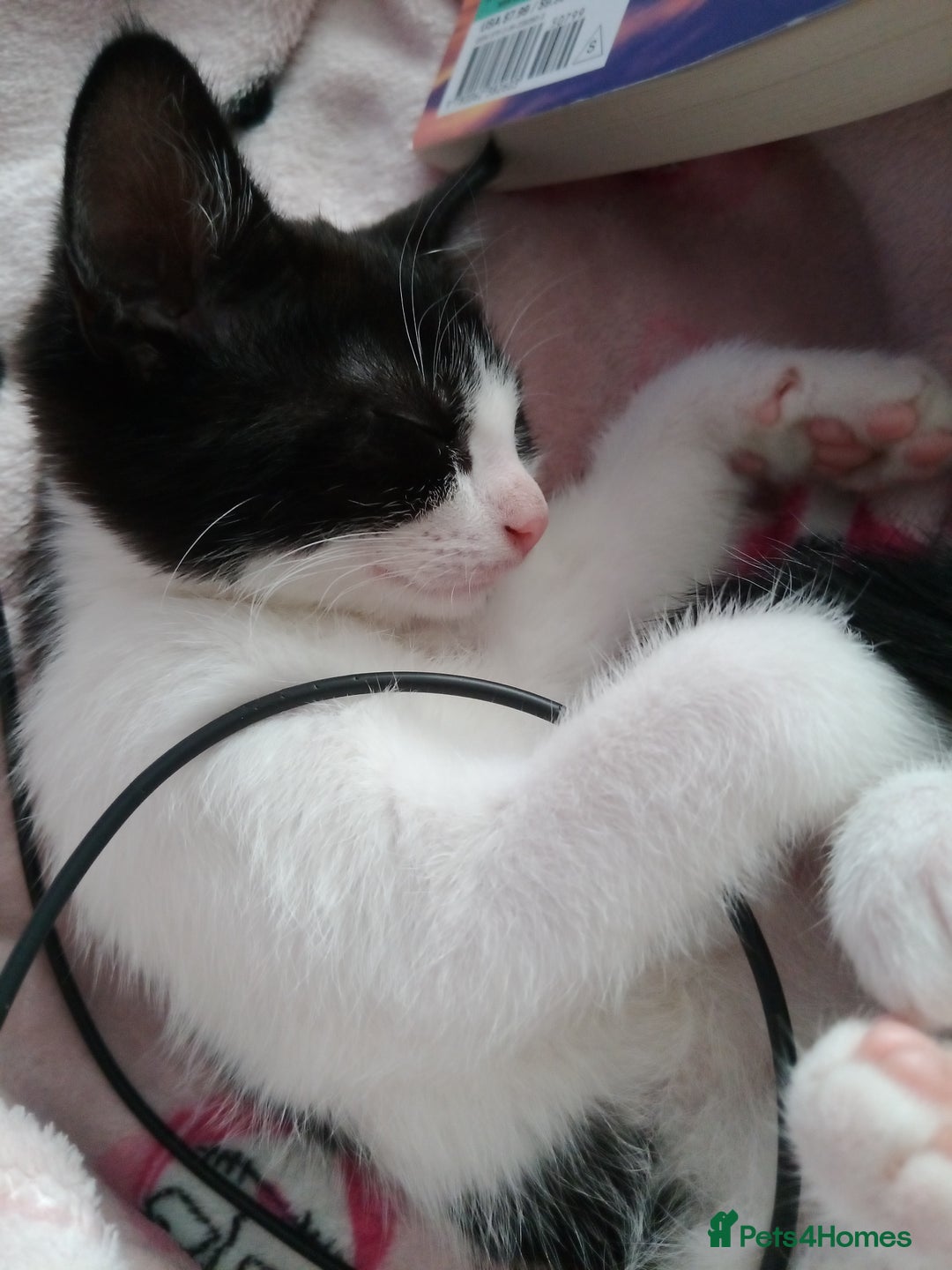 Mixed Breed cats for sale: Kitten for sale - Image 5