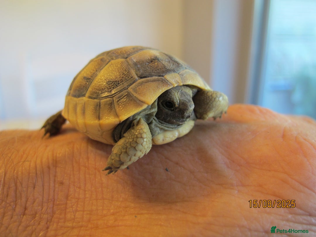 Tortoise reptiles for sale: Tortoise Table - Image 3
