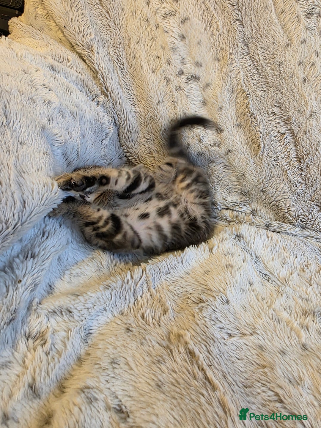 Mixed Breed cats for sale: 2 Male Stripy Kitten's - Advert 32