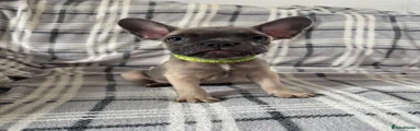 Basil