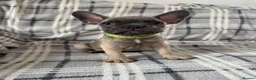 French Bulldog dogs for sale: Ready now 3 boys left parents fully health tested  - Advert 17