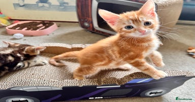 Mixed Breed cats - Advert 9