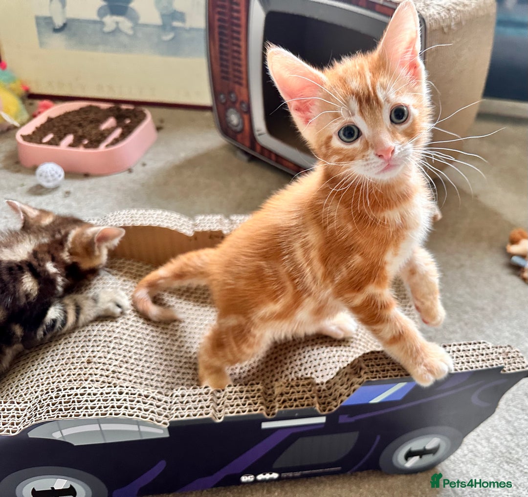 Mixed Breed cats for sale: Lovely bengal mix kittens: tabby, ginger, black - Image 8