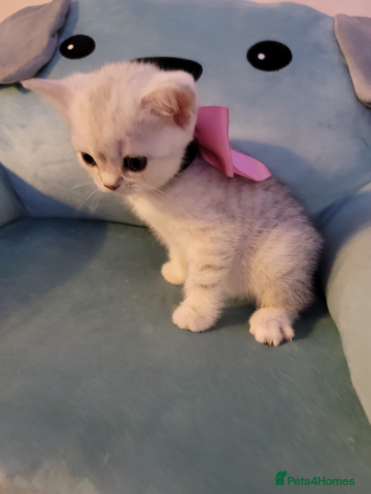 British Shorthair cats for sale: Beautiful kittens – 2 Boys & 2 Girls Ready Now  - Advert 20
