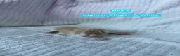 Norwegian Forest Cat cats for sale: Norwegian Forrest Cross Kittens  - Advert 7