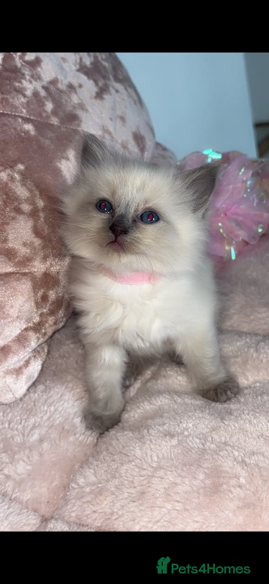 Ragdoll cats for sale: 🎀Super fluffy Ragdoll babies🎀 - Advert 1