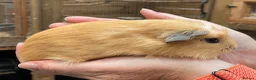 Guinea Pig rodents for sale: Lovely baby guinea pig boys - Advert 4