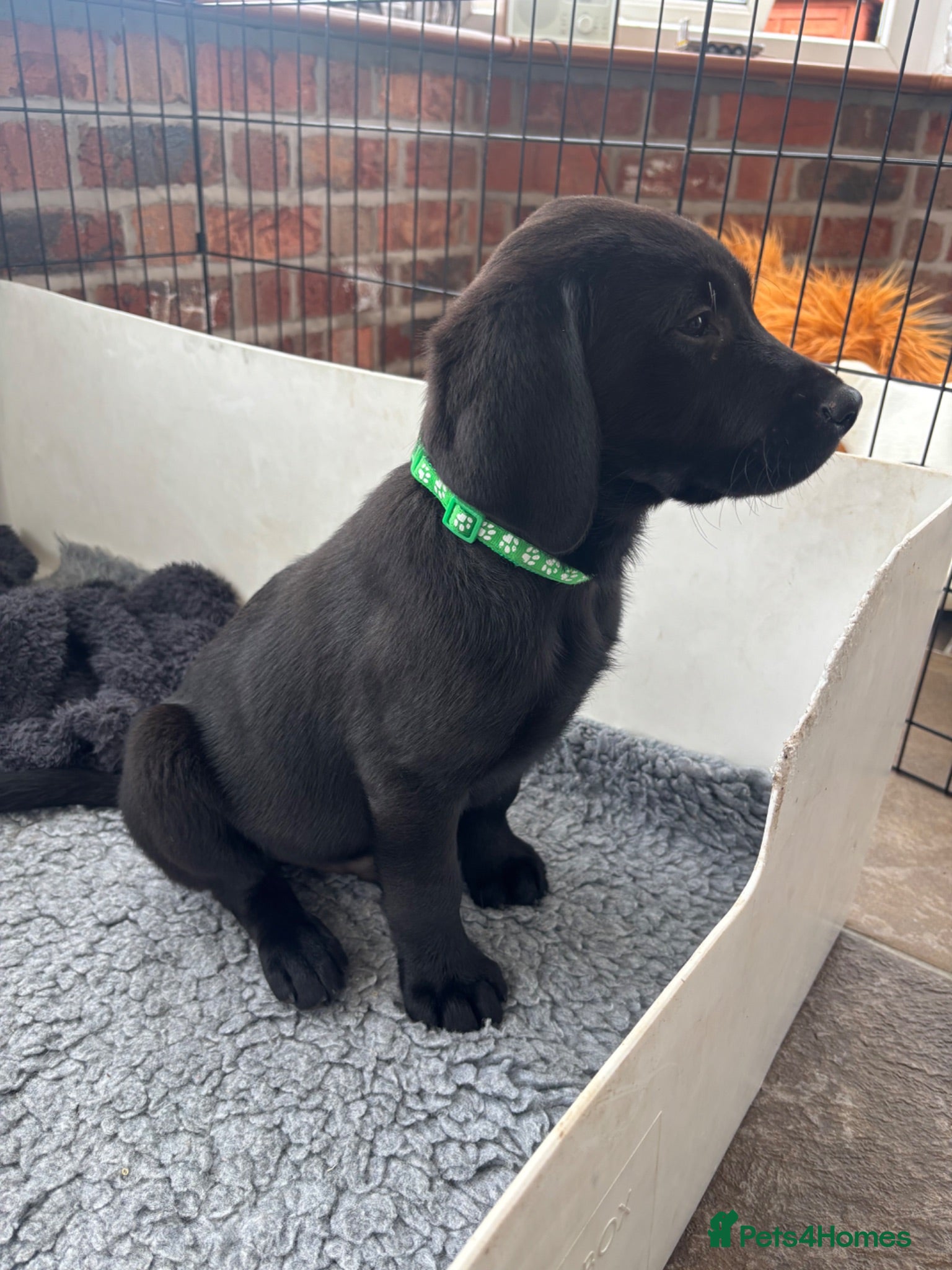 Labrador Retriever dogs KC Labrador Puppies - Advert 1