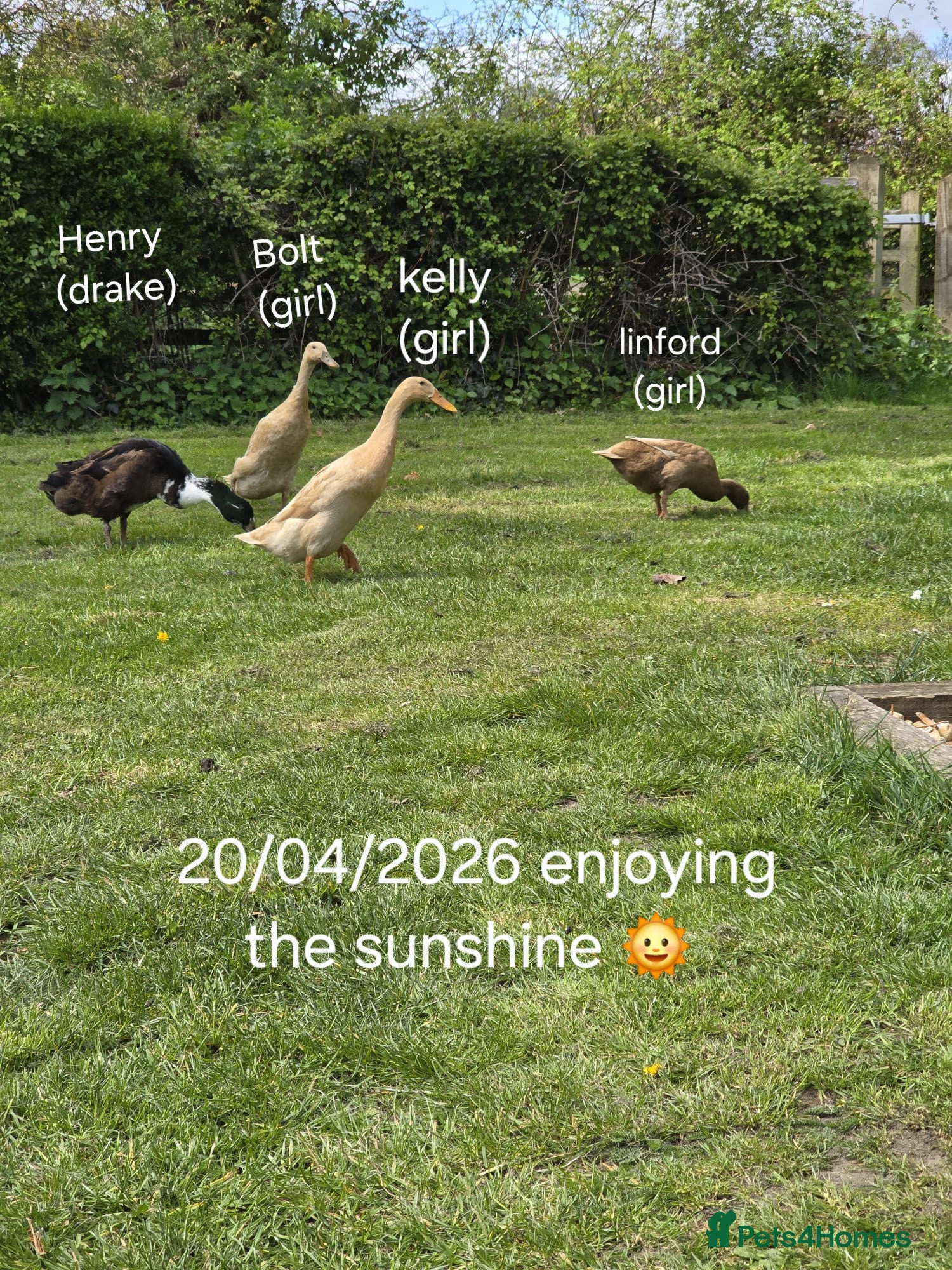 Ducks poultry 4 Friendly Runner Ducks (3 female 1 drake) - Advert 1