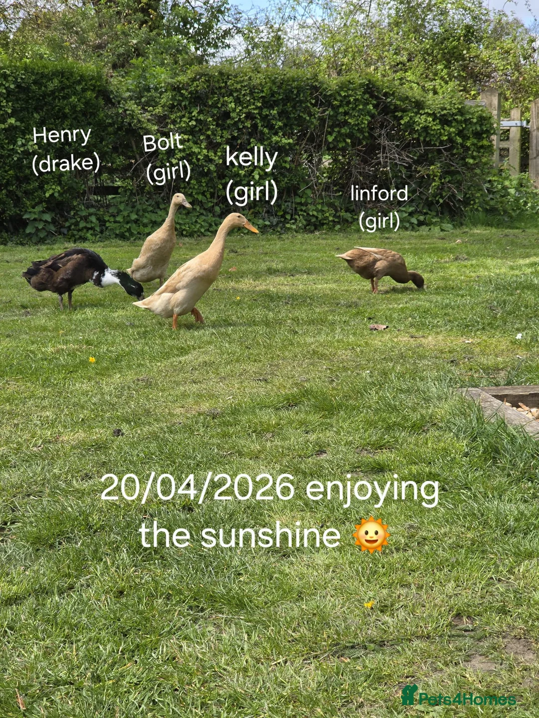 Ducks poultry for sale: 4 Friendly Runner Ducks (3 female 1 drake) - Advert 1